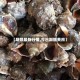 【期螺最新行情,今日期螺费用】