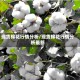 现货棉花行情分析/现货棉花行情分析最新