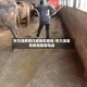 布尔津疫情详细地区查询/布尔津县防疫指挥部电话