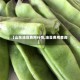【山东油豆费用行情,油豆费用查询】