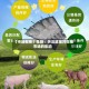 【市场聚焦】生猪：关注政策对生猪市场的影响