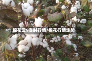 棉花云9实时行情/棉花行情走势