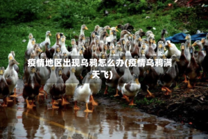 疫情地区出现乌鸦怎么办(疫情乌鸦满天飞)