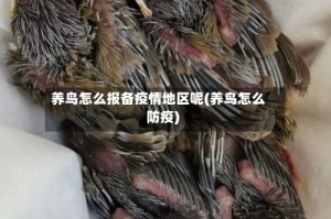 养鸟怎么报备疫情地区呢(养鸟怎么防疫)