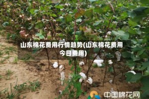 山东棉花费用行情趋势(山东棉花费用今日费用)