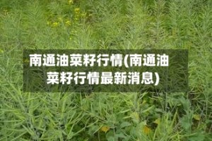 南通油菜籽行情(南通油菜籽行情最新消息)