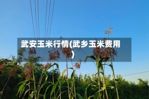 武安玉米行情(武乡玉米费用)