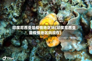 印度尼西亚是疫情地区吗(印度尼西亚是疫情地区吗现在)