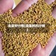 油菜籽行情(油菜籽的行情)