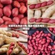 福建花生市场行情/福建花生市场行情分析