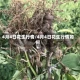 4月4日花生行情/4月4日花生行情如何