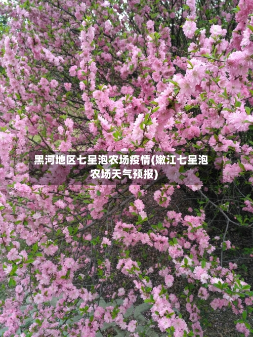 黑河地区七星泡农场疫情(嫩江七星泡农场天气预报)-第1张图片