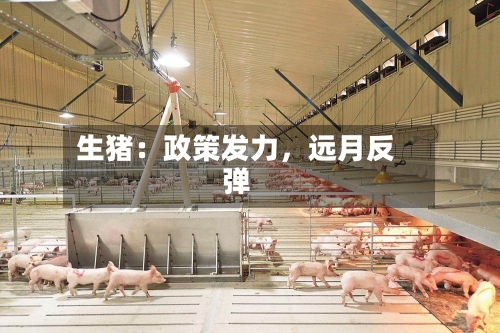 生猪：政策发力	，远月反弹-第1张图片