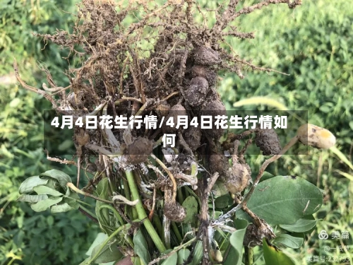 4月4日花生行情/4月4日花生行情如何-第1张图片