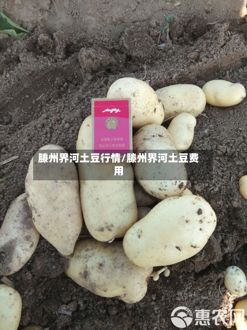 滕州界河土豆行情/滕州界河土豆费用-第1张图片