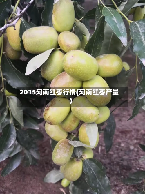 2015河南红枣行情(河南红枣产量)-第1张图片