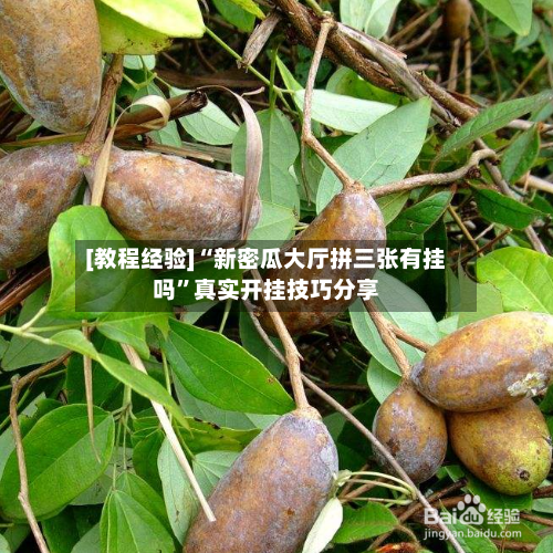 [教程经验]“新密瓜大厅拼三张有挂吗”真实开挂技巧分享-第1张图片