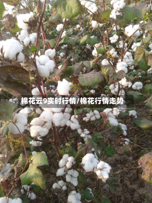 棉花云9实时行情/棉花行情走势-第1张图片