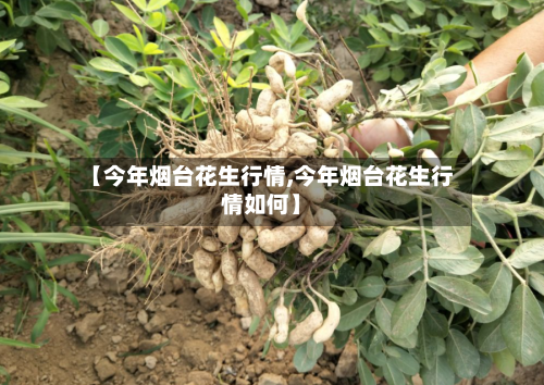 【今年烟台花生行情,今年烟台花生行情如何】-第1张图片