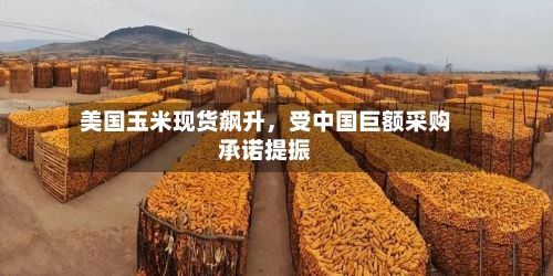 美国玉米现货飙升	，受中国巨额采购承诺提振-第1张图片