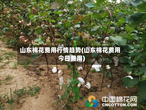 山东棉花费用行情趋势(山东棉花费用今日费用)-第1张图片