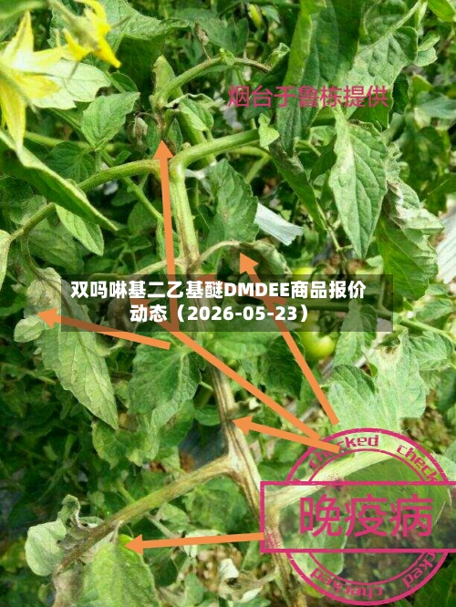 双吗啉基二乙基醚DMDEE商品报价动态(2026-05-23)-第1张图片