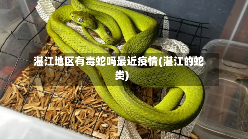 湛江地区有毒蛇吗最近疫情(湛江的蛇类)-第1张图片
