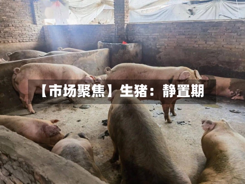 【市场聚焦】生猪：静置期-第1张图片