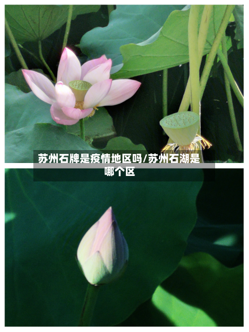 苏州石牌是疫情地区吗/苏州石湖是哪个区-第1张图片